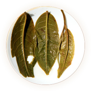 铜箐河普洱茶叶底