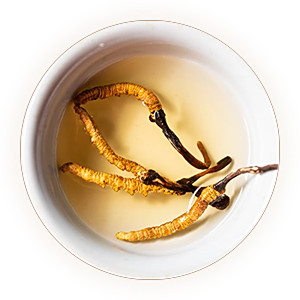 冬虫夏草茶叶底