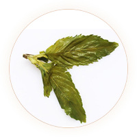 薄荷茶叶底