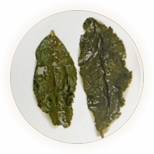 永春佛手叶底