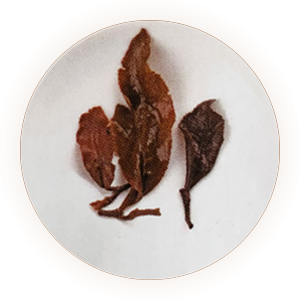 东方美人茶叶底