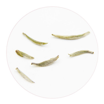 政和白毫银针外形