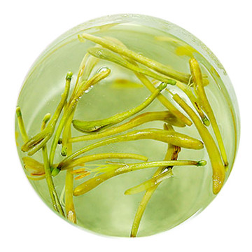 金银花茶叶底