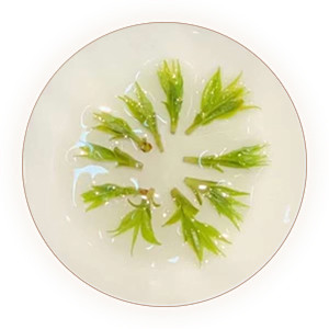 余庆苦丁茶叶底